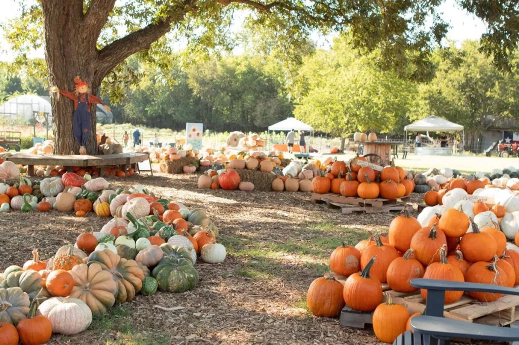 Your guide to pumpkin patches, corn mazes, & fall festivals in DFW