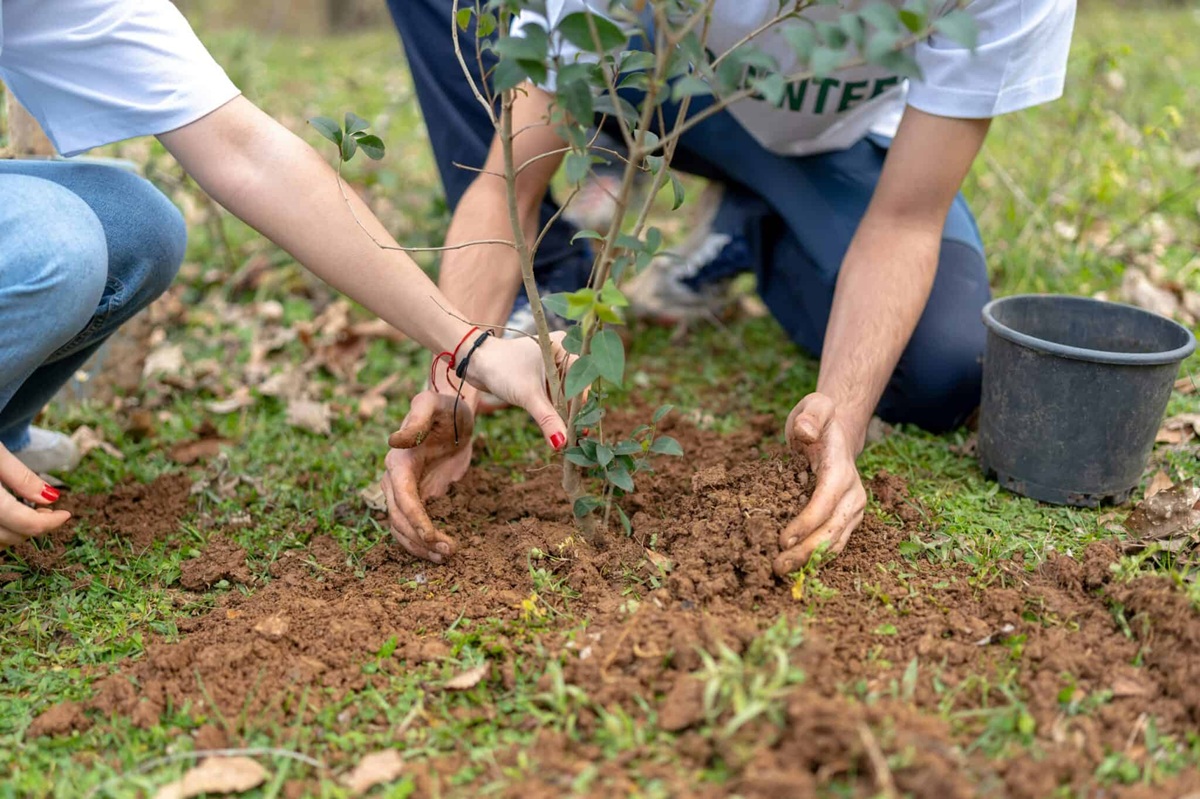 free trees