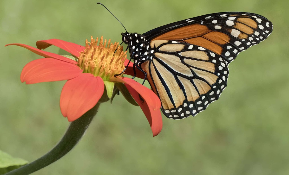 monarch butterfly