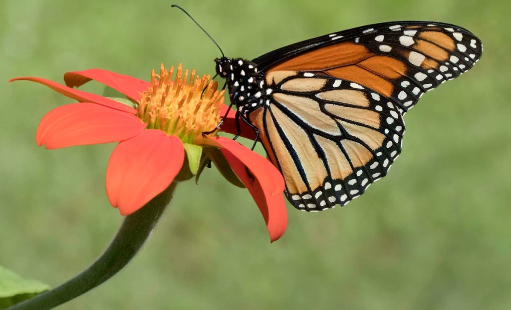 Everything to know about the 2026 autumn monarch butterfly migration in Texas