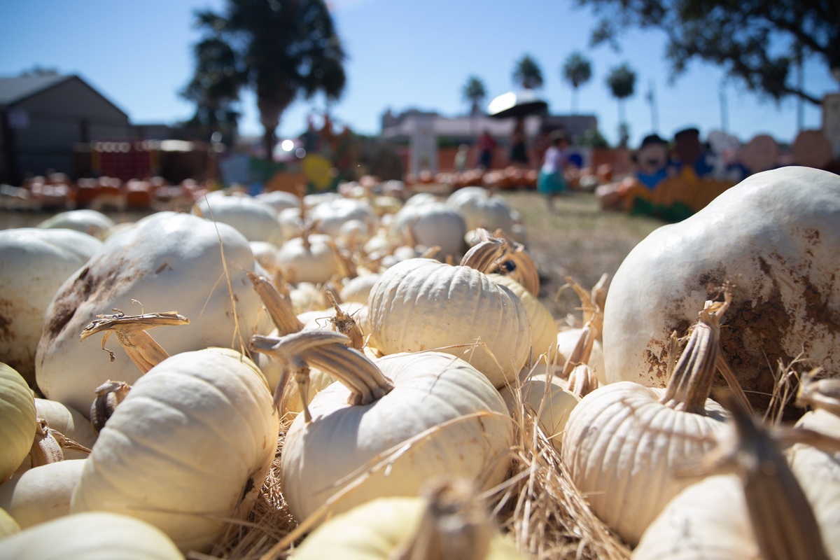 pumpkin patches