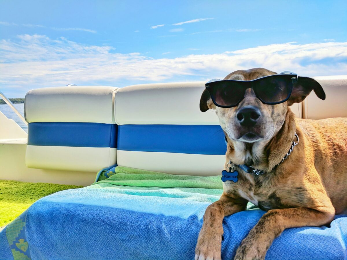 Dog wearing sunglasses, relaxing on a beach towel.