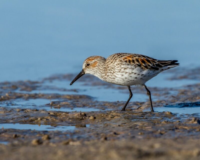 Autumn migrations: 8 beautiful birds to spot flying over Texas