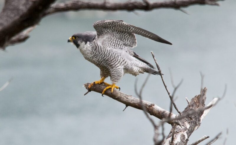 Autumn migrations: 8 beautiful birds to spot flying over Texas
