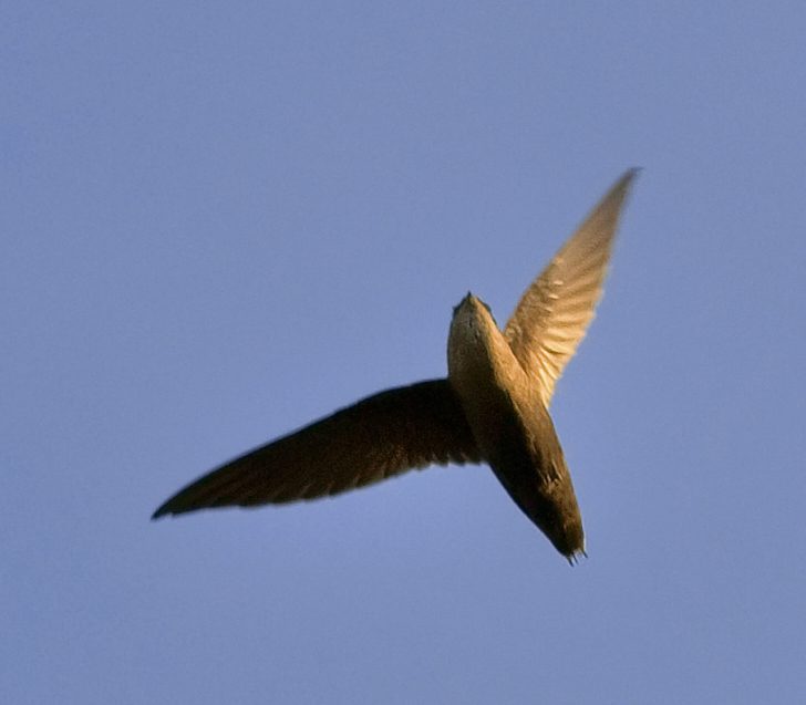 Autumn migrations: 8 beautiful birds to spot flying over Texas