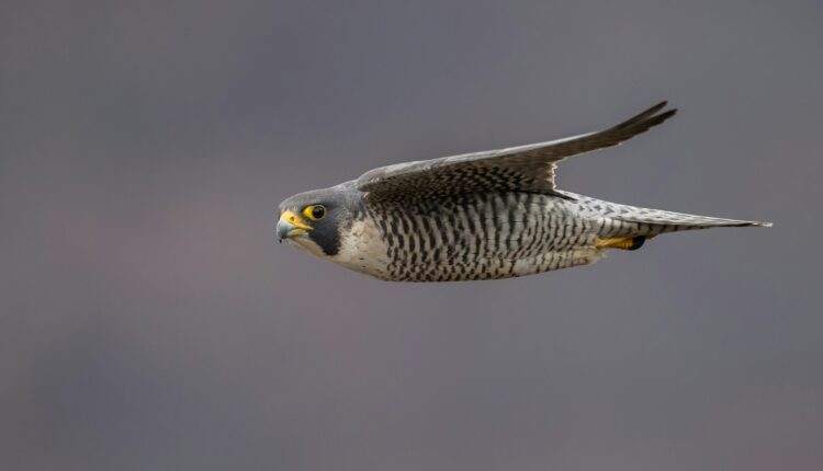 Autumn migrations: 8 beautiful birds to spot flying over Texas