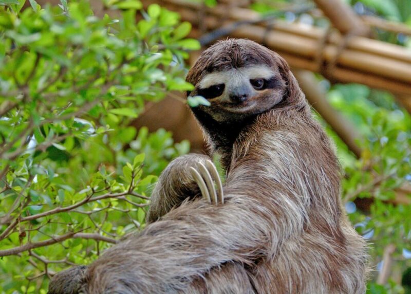 8 exotic animals you won’t believe are legal to own in Texas