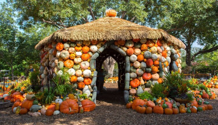 The biggest & best pumpkin patches in Dallas-Fort Worth