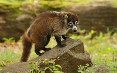 8 exotic animals you won’t believe are legal to own in Texas