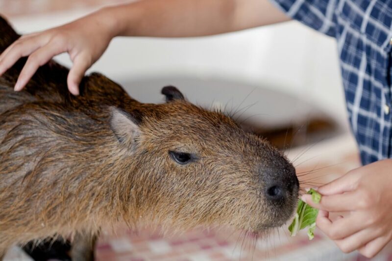 8 exotic animals you won’t believe are legal to own in Texas