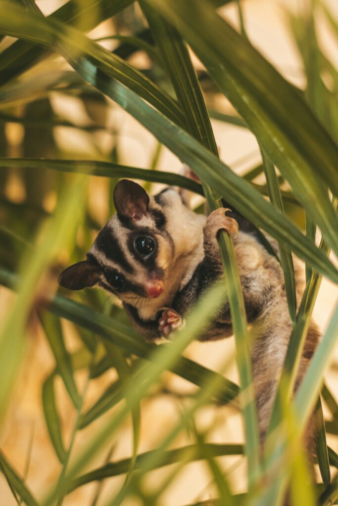 8 exotic animals you won’t believe are legal to own in Texas