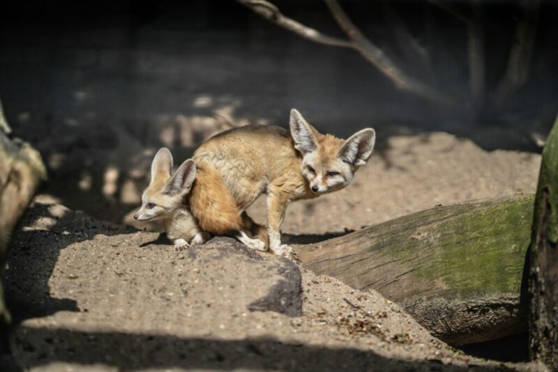 8 exotic animals you won’t believe are legal to own in Texas