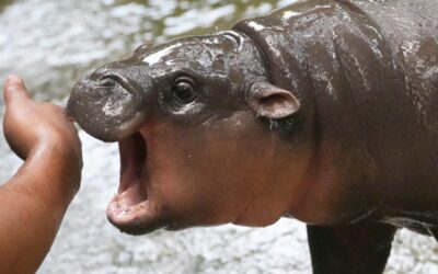 2024 in pop culture: In a bruising year, we sought out fantasy, escapism—and cute little animals