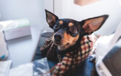 Flying with pets for the holidays? Check pet policies on the largest airlines in the US