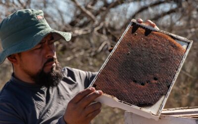 A surge in bee deaths is hurting Texas beekeepers — and could affect the price of produce