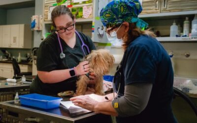Telehealth for pets? It’s the cat’s meow, a Texas lawmaker says.