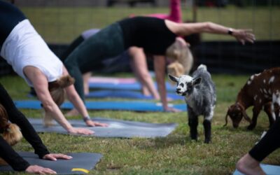 6 places that host goat yoga in Dallas-Fort Worth