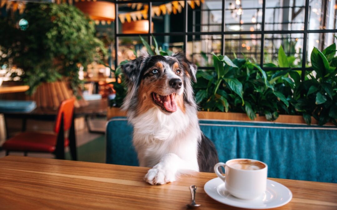 Bow-wow! 12 dog-friendly restaurants, bars in Houston