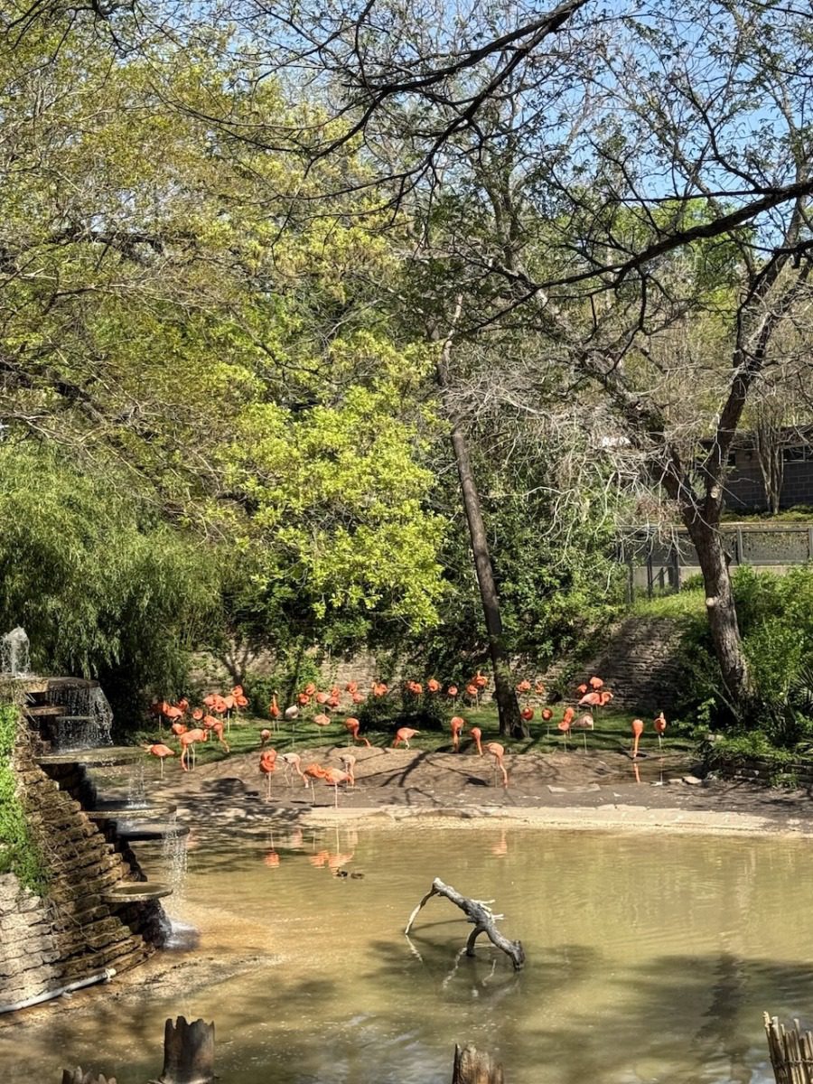16 Free or super cheap things to do in North Texas this summer - Courier Texas