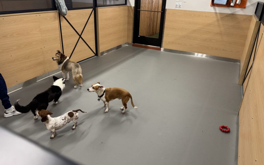 A pup’s review of Yardstick, Dallas’s boutique dog hotel