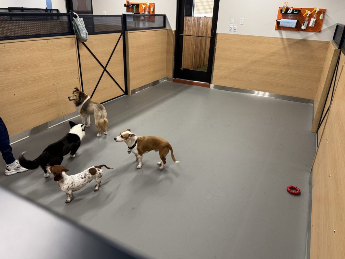 merlin-friends dogs frolic at yardstick, dallas' new boutique dog hotel