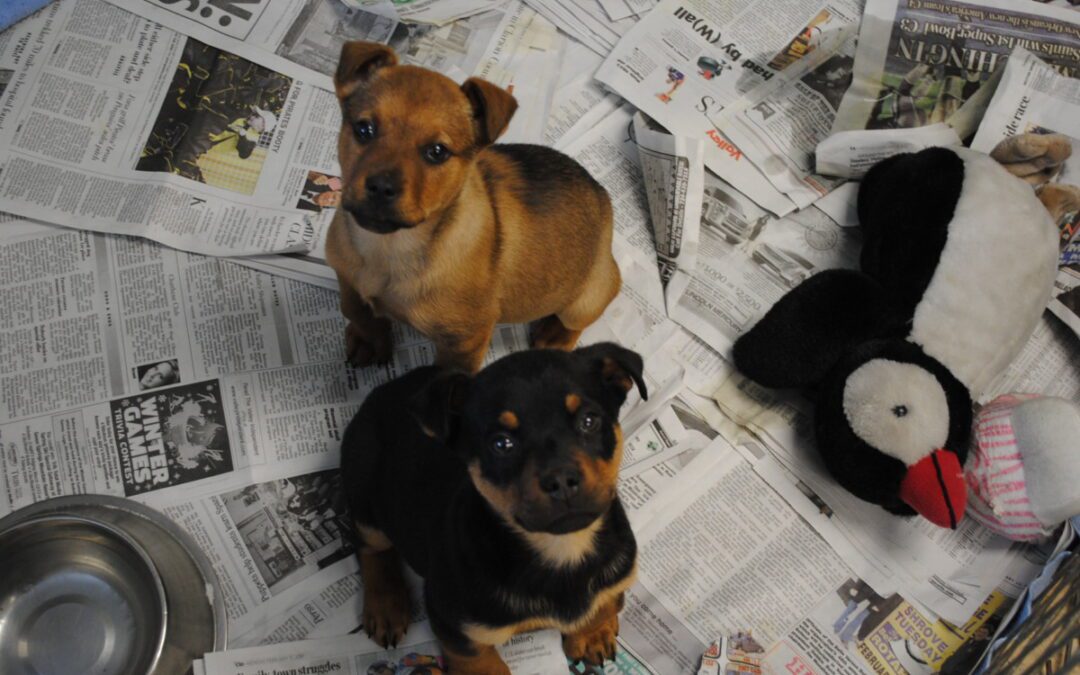 Dallas achieves unprecedented growth in pet adoptions