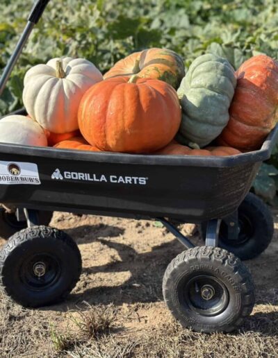 You can pick your own flower bouquets, cut pumpkins from the vine, and select produce for all your fall soups at one of these cool spots in Dallas-Fort Worth.