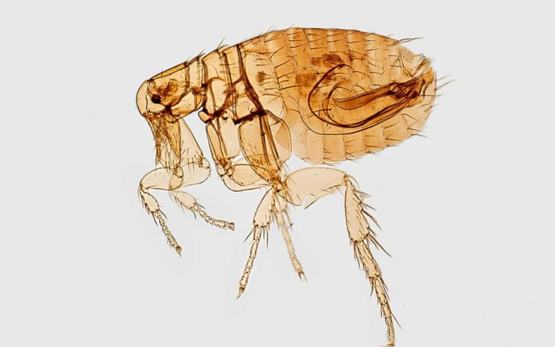Texas Sees Rise in Flea-Borne Typhus Cases