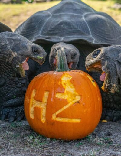 Houston offers Halloween events for every age and scare level.