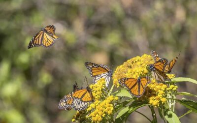 Following the flight: How Texas A&M is helping monarch butterflies thrive