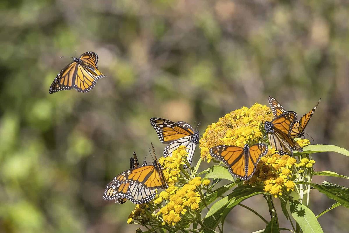 Following the flight: How Texas A&M is helping monarch butterflies thrive