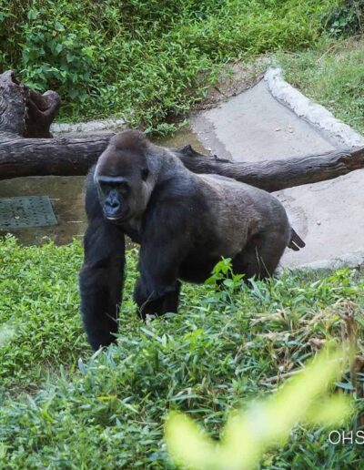 7 dazzling San Antonio holiday light displays - Courier Texas