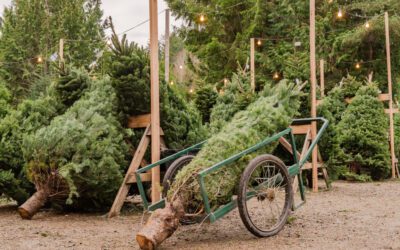 Time to spruce things up: Where to choose your own Christmas tree in Texas