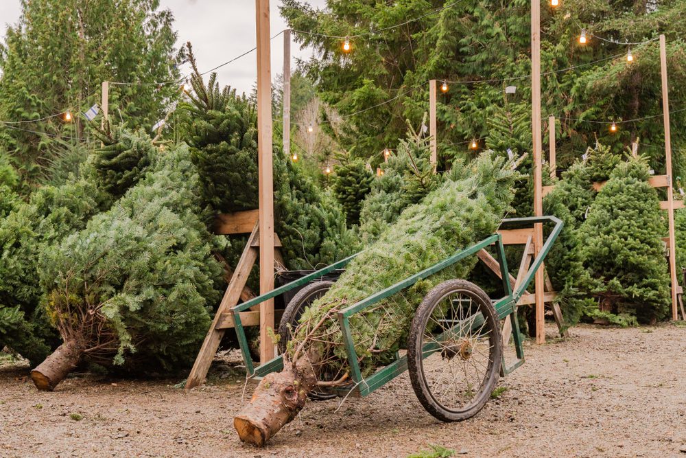 Time to spruce things up: Where to choose your own Christmas tree in Texas
