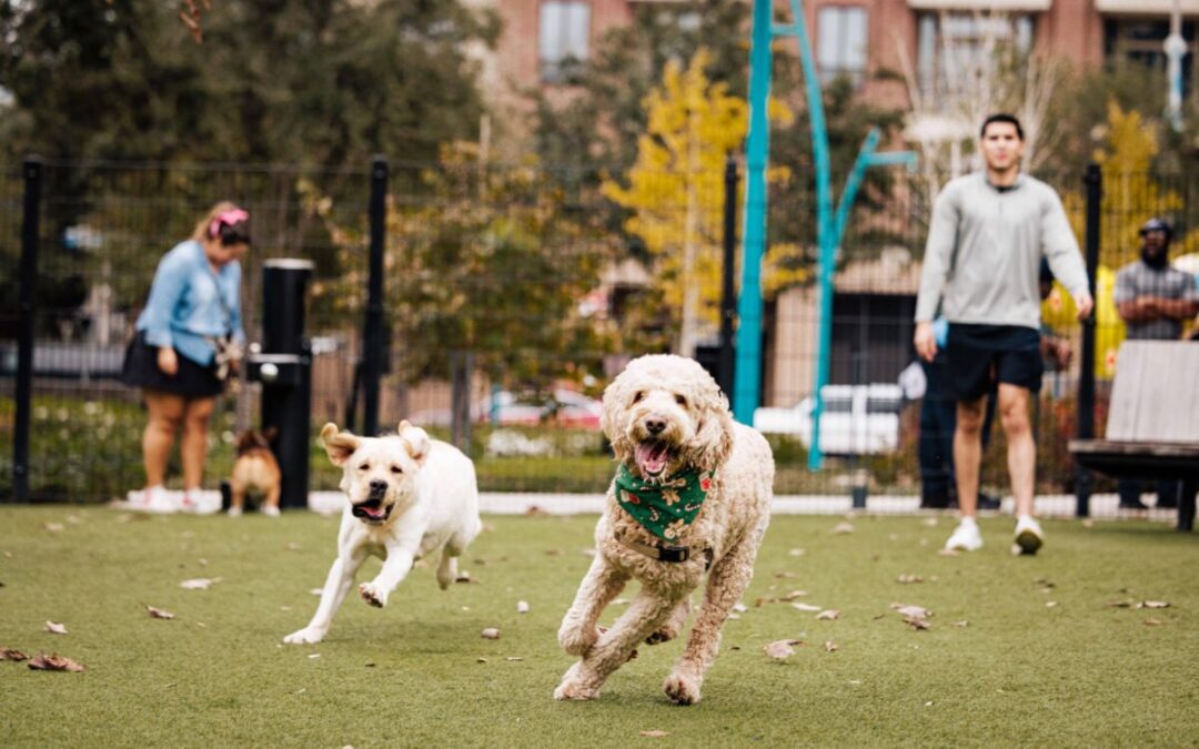 Houston’s best dog parks for running, splashing, & making new friends