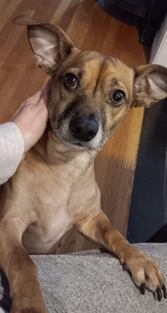 Three DFW love stories show how love comes different for everyone - Courier Texas