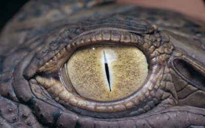 Port Aransas’s much-loved alligator Boots finds new home at Gator Country