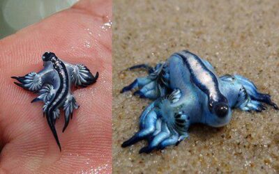 Blue dragons are washing up in Texas. Here’s why you shouldn’t pick one up