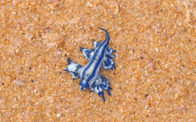 Blue dragons are washing up in Texas. Here’s why you shouldn’t pick one up