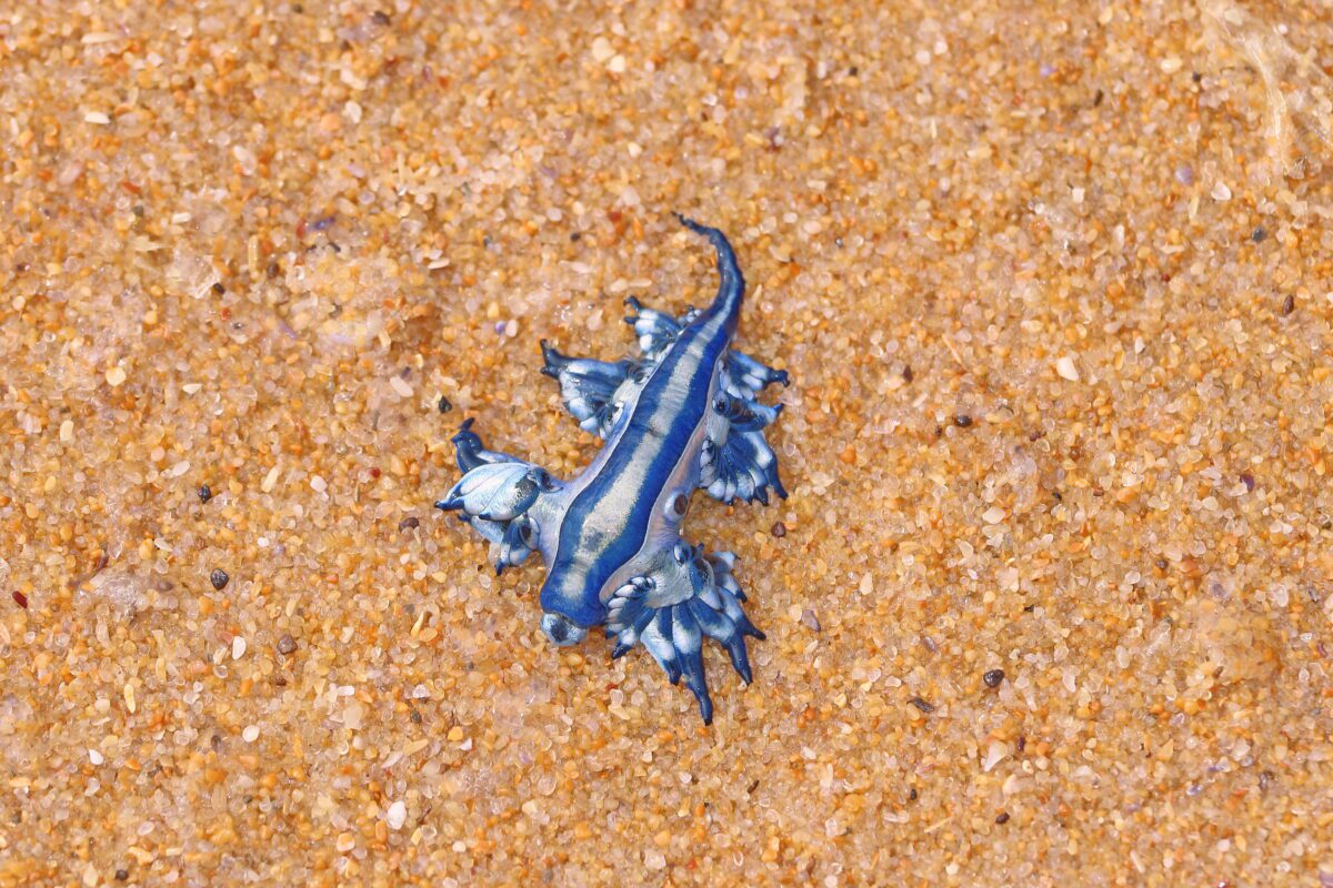 Rare blue dragon slugs are washing up on Texas’s shoreline.