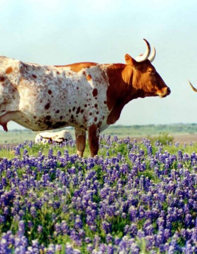 The 2026 bluebonnet season may be a little more sparse this year than others, according to a recent report from Austin’s Lady Bird Johnson Wildflower Center.