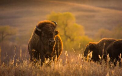 Texas is again where the buffalo roam