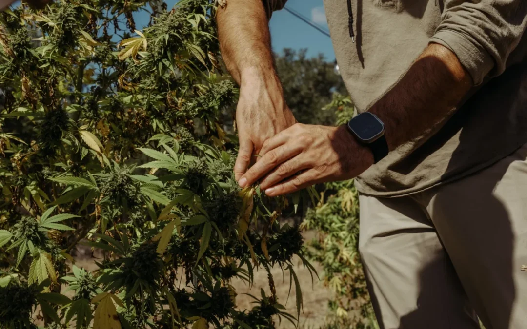 Texas hemp businesses fear an uptick in police raids after more than 15 in the last two years