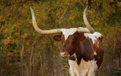 The history of Texas Longhorn cattle: From Christopher Columbus to a record Fort Worth sale
