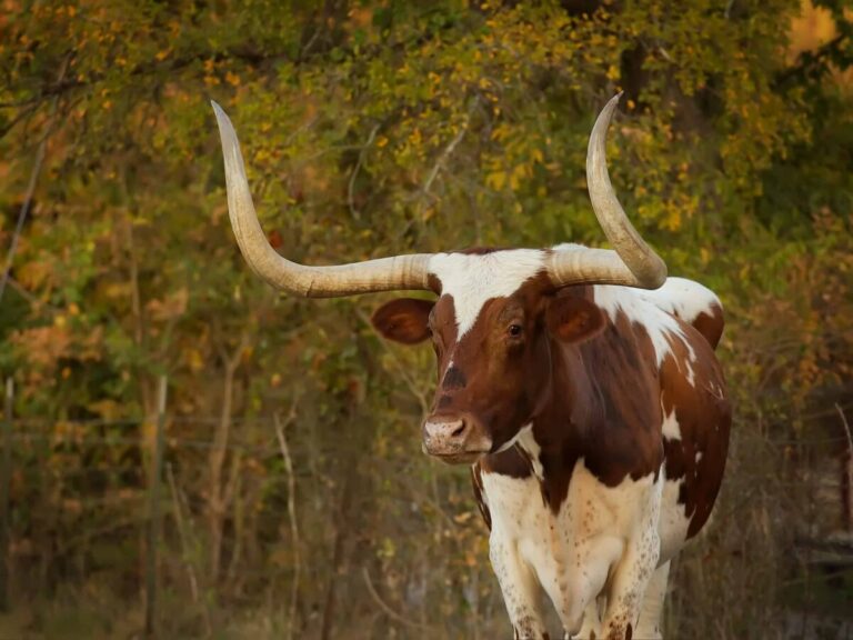 Texas Longhorn cattle are the official large mammal symbol of Texas, with a storied history from mingling with Christopher Columbus to a record-breaking auction in Fort Worth, plus lots of notable moments in between.