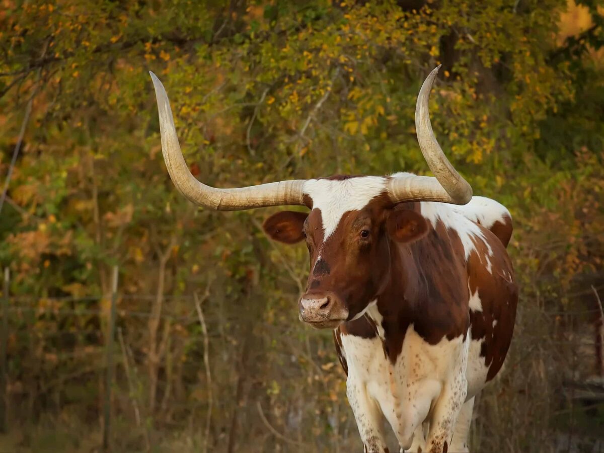 The history of Texas Longhorn cattle: From Christopher Columbus to a record Fort Worth sale