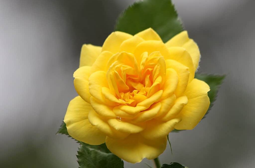 The Yellow Rose of Texas: Myth vs. reality