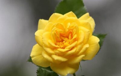 The Yellow Rose of Texas: Myth vs. reality