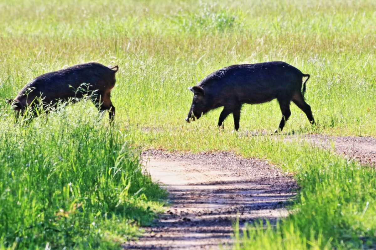 Feral hogs have been causing damage in Mesquite for several weeks.