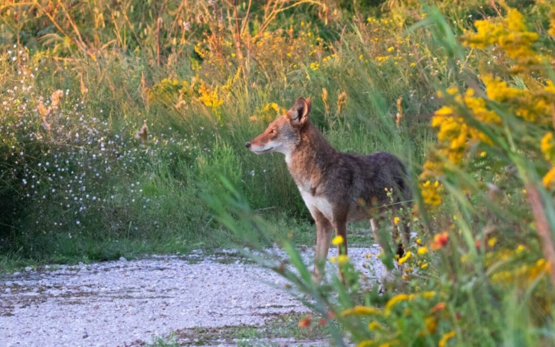 New road signs aim to slow cars — and save Galveston’s ghost wolves